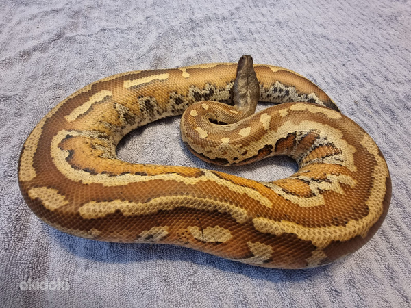Python (фото #1)