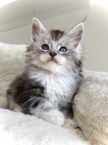 Maine Coon