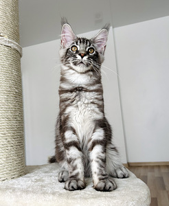 Maine Coon (2 foto / 5)