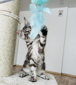 Maine Coon (5 foto / 5)