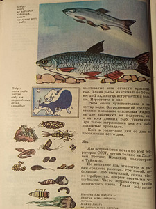 Noor õngitseja. RAAMAT KOOLILASTELE (7 foto / 7)