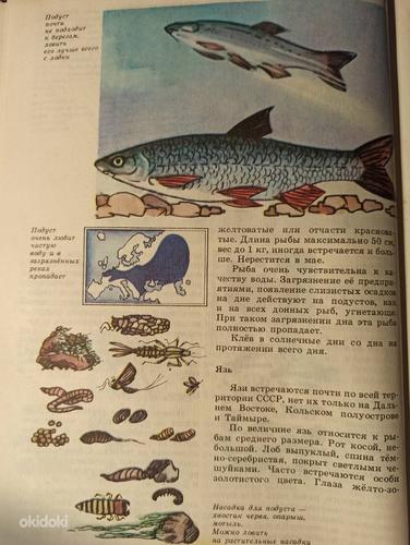 Юный рыболов. КНИГА ДЛЯ ШКОЛЬНИКОВ (фото #7)