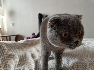 Annan kassitõu Scottish Fold | Ma annan kassile tõu (2 foto / 2)