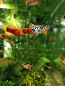Platy fish for free (1 foto / 3)