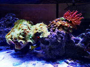 Klounid (8 foto / 8)