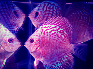 Discus (1 foto / 9)