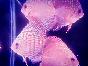 Discus (3 foto / 9)