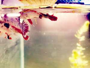 Võitluskalad // Betta (plakat) (4 foto / 10)
