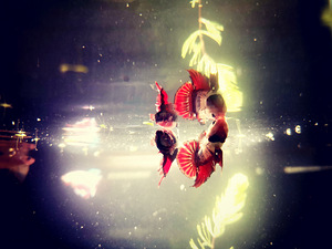 Võitluskalad // Betta (plakat) (9 foto / 10)