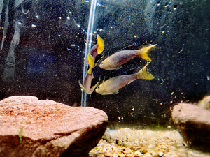 Cyprichromis leptosoma (8 foto / 10)