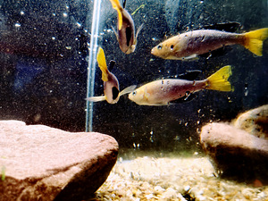 Cyprichromis leptosoma (6 foto / 10)