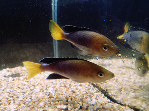 Cyprichromis leptosoma (4 foto / 10)