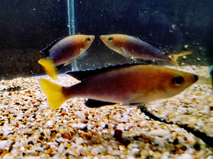 Cyprichromis leptosoma (3 foto / 10)