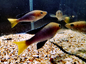Cyprichromis leptosoma (5 foto / 10)