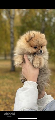Pomeranian poika (valokuva #6)