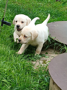 Labradors (5 foto no 6)