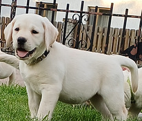 Labradors
