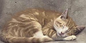 Котенок (4 фото из 10)
