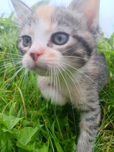 Продаются котята (2 фото из 9)