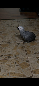 Aafrika hallpapagoi (3 foto / 3)