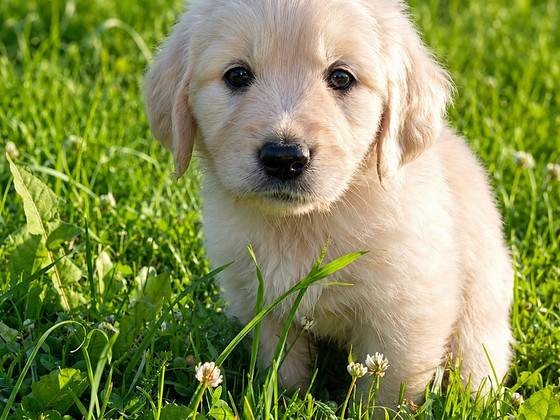 Golden retriever