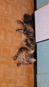 Otsib kodu (5 foto / 6)