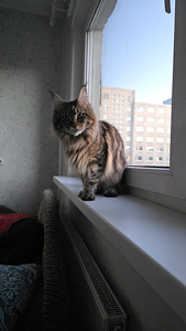 Otsib kodu (3 foto / 6)