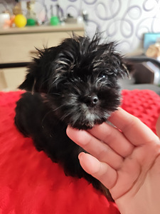 Black Maltese. (4 фото из 4)
