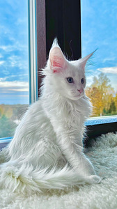 Продаются котята мейн кун (1 фото из 3)