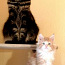 Котята мейн кун с родословной (фото #3)