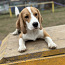 Beagle Kutsikad. Poiss (foto #2)
