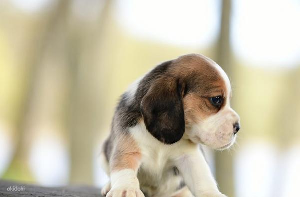 Beagle kutsikad (foto #2)