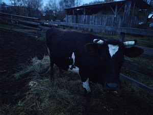 Корова помесь Джерсейской и Айширской породы