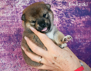 Shiba Inu (3 foto / 5)