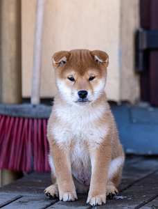 Shiba Inu boy (3 foto / 4)