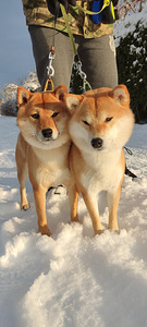 Shiba Inu boy (4 foto / 4)