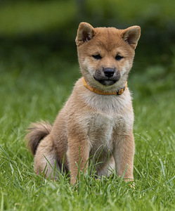 Девочка Shiba inu (4 фото из 6)