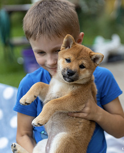 Девочка Shiba inu (1 фото из 6)
