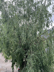 Vajalik maniküürija ja pediküürija. (1 foto / 1)