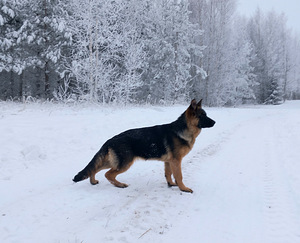 Немецкие овчарки (5 фото из 7)
