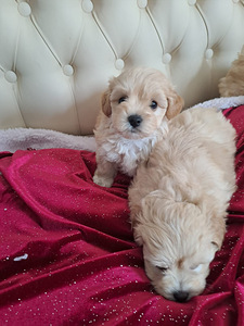 Maltipoo (2 foto / 5)