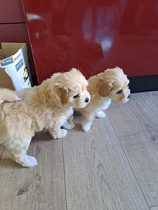 Maltipoo (3 foto / 5)