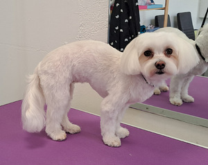 Groomer Mustamäel. Koerte ja kasside hooldamine. Hooldus Tal (10 foto / 10)