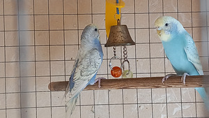 Müüa viirpapagoi tibud (2 foto / 2)