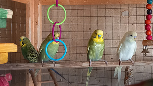 Müüa viirpapagoide pojad (1 foto / 1)