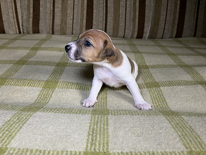 Tõupuhtad Jack Russelli terjeri kutsikad (1 emane saadaval) (4 foto / 9)