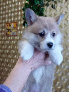 Pembroke welsh corgi kutsikad (2 foto / 5)