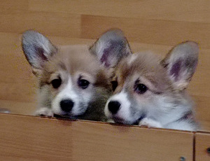 Pembroke welsh corgi kutsikad (3 foto / 5)