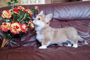 Pembroke welsh corgi kutsikad (5 foto / 5)