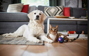 Tolmuimeja PHILIPS Animal care 2200W (3 foto / 5)